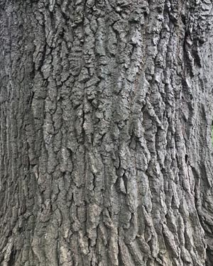 Turkey oak bark