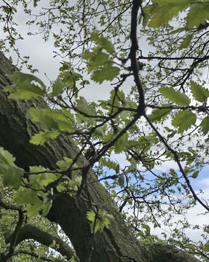 Turkey oak leaf