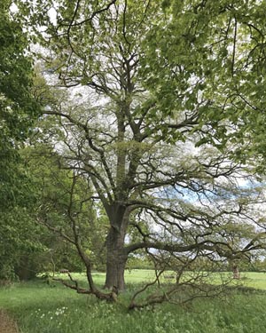 Turkey oak