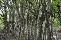 Beech escape, Cluny Gardens, Perthshire