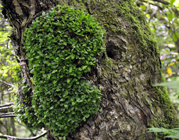 Nothofagus Antarctica Burr, Cluny Gardens, Perthshire