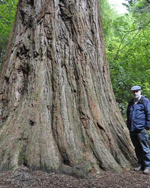 Giant redwood