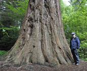 Sequoia, Cluny Gardens, Perthshire