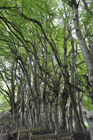 Nothofagus Antarctica Burr, Cluny Gardens, Perthshire