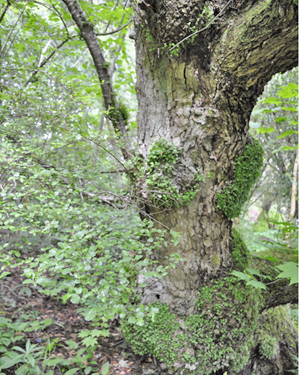 Nothofagus antarctica