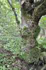 Nothofagus, Cluny Gardens, Perthshire