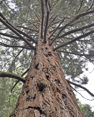Sequoia giganteum