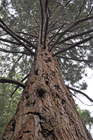 Giant redwood, Cluny Gardens, Perthshire