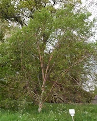 Chinese red birch