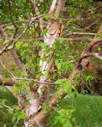 Chinese red birch bark