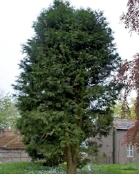 Incense cedar