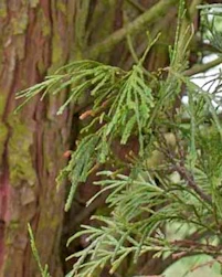 Incense cedar needles