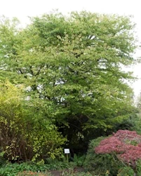 Katsura tree