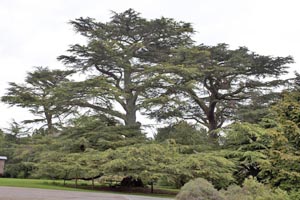 Cedar of Lebanon