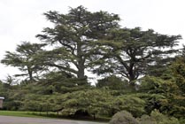 Cedar of Lebanon