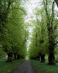 Lime tree avenue