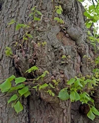 Lime burr