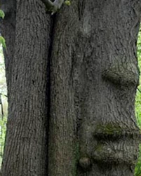Lime tree