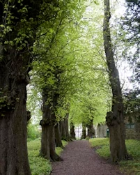 Lime tree walk