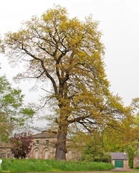 Oak trees