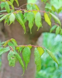 Zelkova serrata