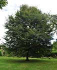 Cut leaf beech, Hutton in the forest