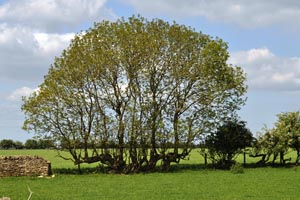 Ash hedge escape Levisham