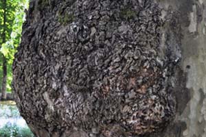Sycamore burr