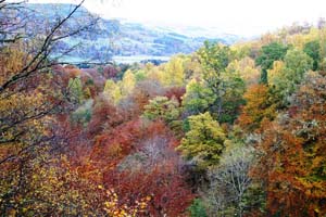Perthshire amber