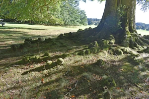 Beech root knuckles
