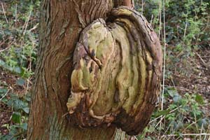 Swamp cypress burr