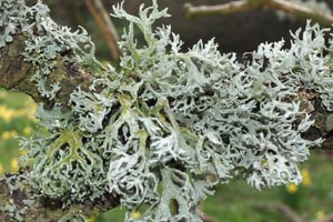 Lichen at Farndale