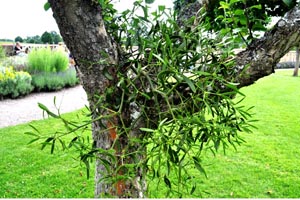 Mistletoe, Baddesley Clinton