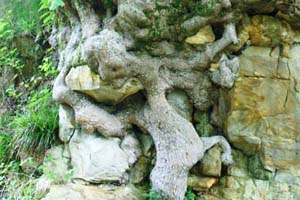 Sycamore roots