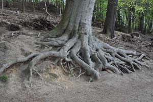 Beech roots Newmillerdam