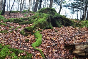 Dunstaffnage stump