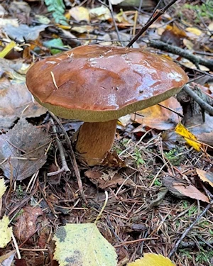 Bay bolete