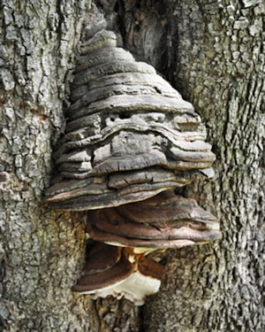 Bracket fungus