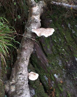 Bracket fungus