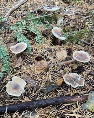 Buttercaps