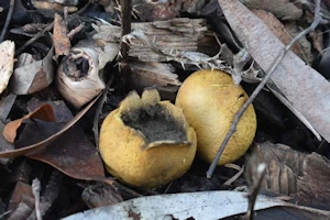 Common earthball