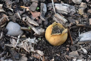 Common earthball