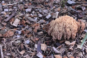 Coral fungus
