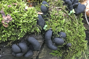 Dead Man's Fingers