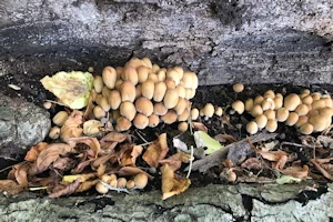Fairy inkcap