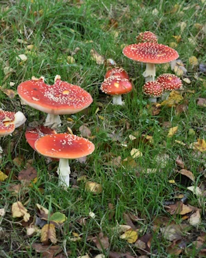 Fly agaric