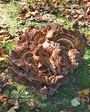 Giant polypore