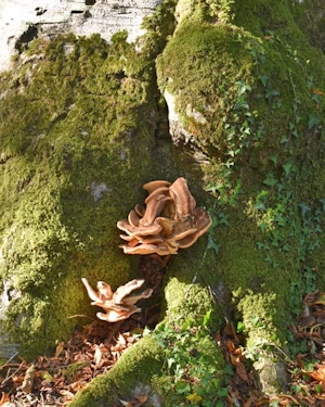 Giant polypore