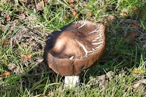 Brown birch bolete