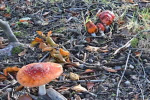 Fly agaric